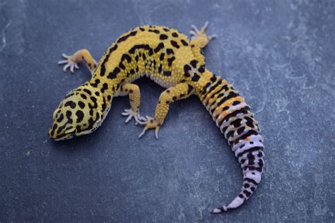 Free Leopard Geckos Feliks Zeki