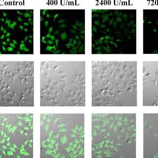 Confocal Fluorescence Imaging Of Hela Cells Incubated With Tyr Cqds