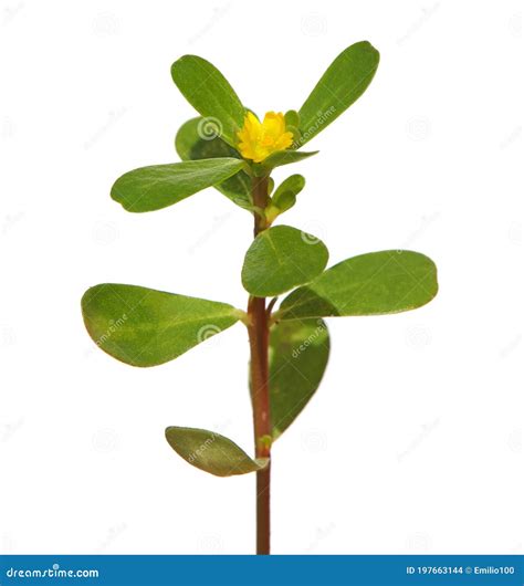 Purslane Plant With Yellow Flower Isolated On White Portulaca Oleracea