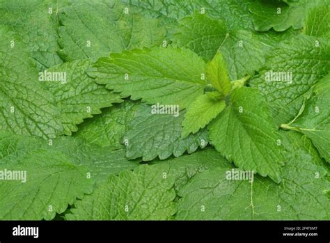 Bálsamo de limón Melissa officinalis Labiates familia las hojas del