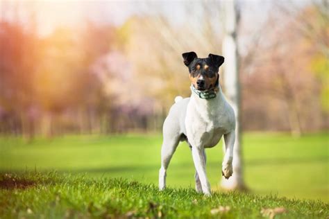 Qu Temperatura Soporta Un Ratonero Bodeguero Andaluz Blog De Adopta