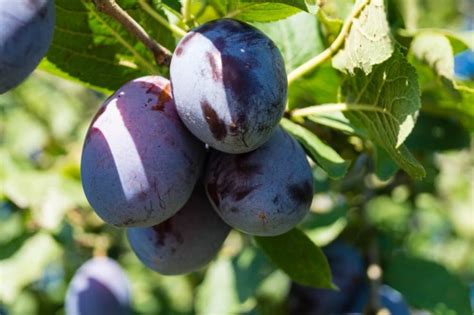 Top 10 Plum Varieties To Grow Successfully In The Uk The Arches