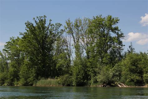 Aare Bei Obermurgenthal Gem Wynau Im Kanton Bern In D Flickr