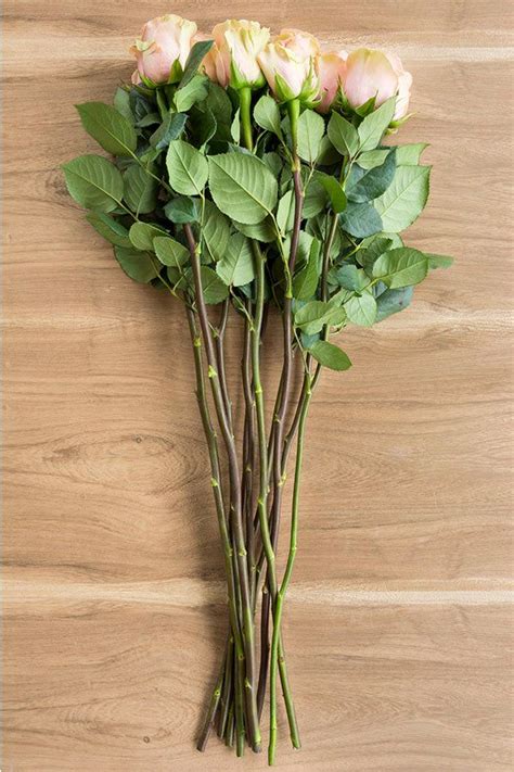 Faith Lavender Antique Rose Bulk Roses Stems In White