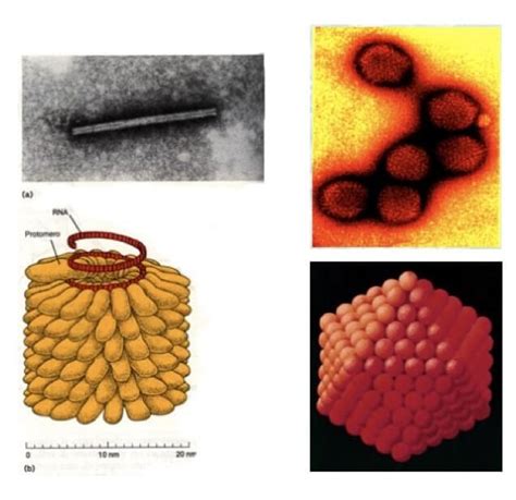 Virus Biologia