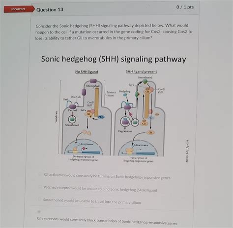 Solved Consider The Sonic Hedgehog Shh Signaling Pathway Chegg