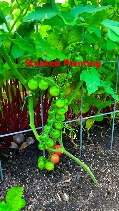 Stacked Planting Sugar Snap Peas Cherry Tomatoes Swiss Chard Basil Beets Youtube