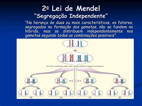 PPT - 2ª Lei de Mendel Segregação independente dos fatores PowerPoint ...