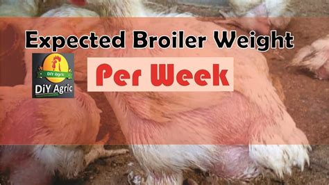 Broiler Feed Intake And Weight Growth Chart A Visual Reference Of