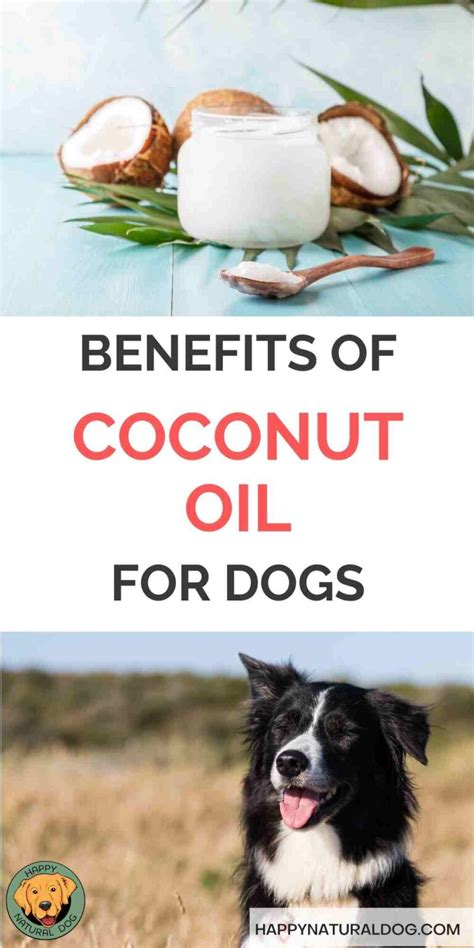 Key Benefits Of Coconut Oil For Dogs Including A Discussion Of