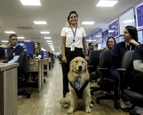 De crachá Rudá bate ponto como cão de suporte emocional na