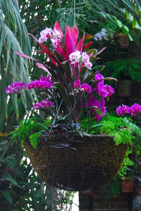 Wife, Mother, Gardener: Phipps Conservatory Orchid & Bonsai Show 2013