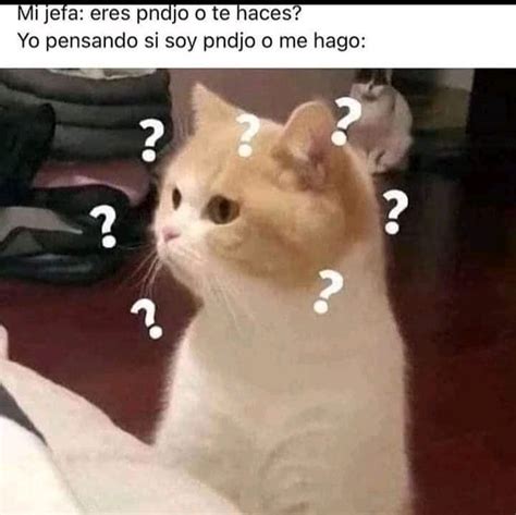 Mi Jefa Eres Pndjo O Te Haces Yo Pensando Si Soy Pndjo O Me Hago Memes