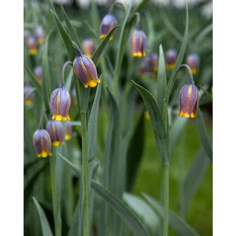 Fritillaria Uva Vulpis Bulbs Peter Nyssen Buy Flower Bulbs And