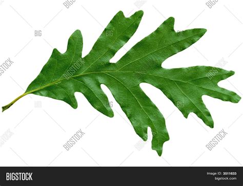 Oak Leaf Image & Photo (Free Trial) | Bigstock