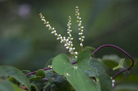 Dioscorea Japonica Alchetron The Free Social Encyclopedia