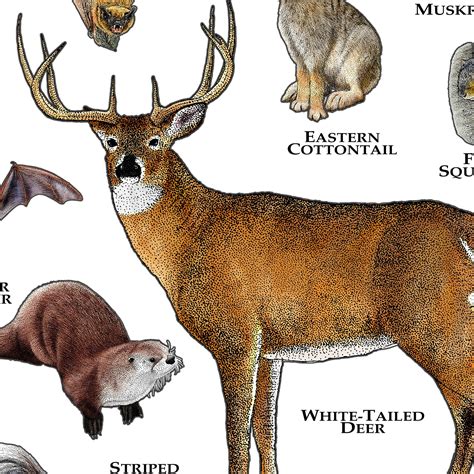 Land Mammals Of Louisiana Poster Print Louisiana Mammals Etsy