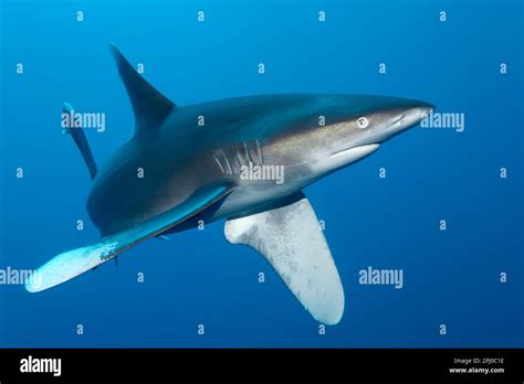 Oceanic whitetip shark (Carcharhinus longimanus), swims mock attack and ...