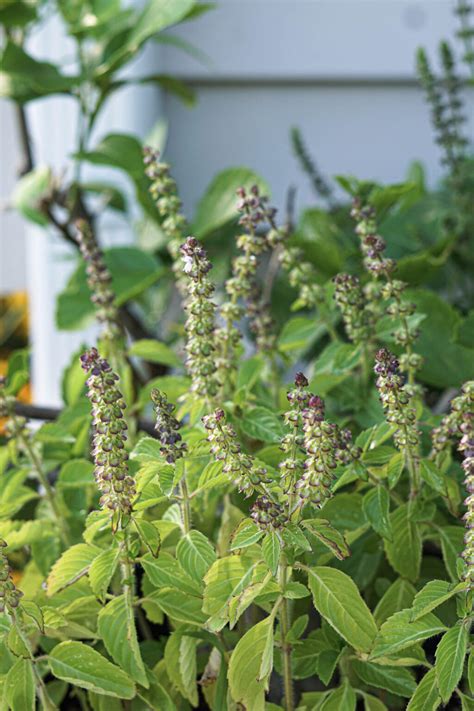 10 Essential Indian Herbs For Indian Cooking - Some Indian Girl