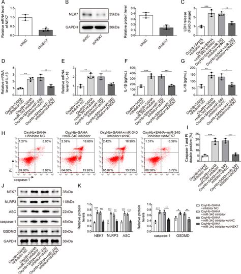 Knockdown Of Nek Reversed The Effect Of Mir Inhibitor On Microglia