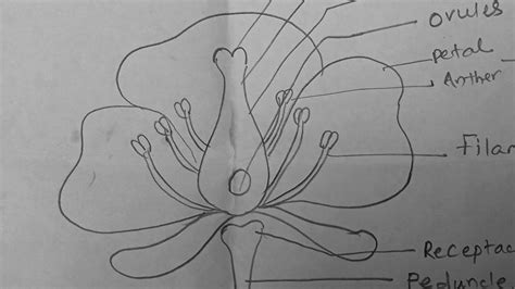 How To Draw Parts Of Flower Diagram Youtube