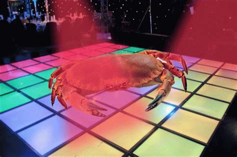 Download Dancing Crab Meme Gif Png Gif Base Images