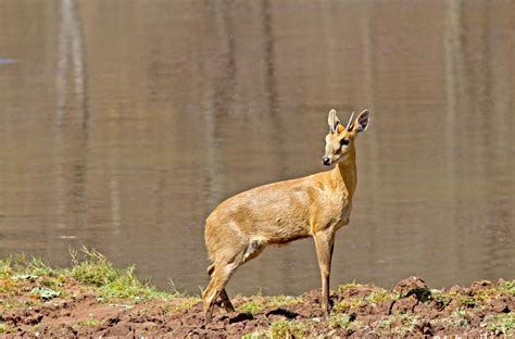 Four-horned Antelope: Facts, Diet, Behaviour | RoundGlass | Sustain