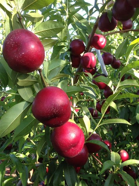 Garofa Vivai Spinelli La Frutta che verrà