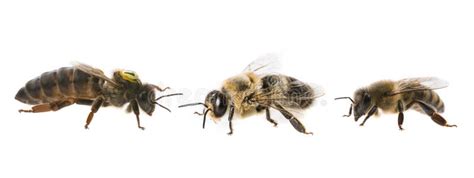 Bee Queen Mother And Drone And Bee Worker Three Types Of Bee Stock