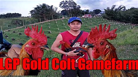 Lets Visit The Farm Of Lgp Gold Colt Gamefarm Youtube