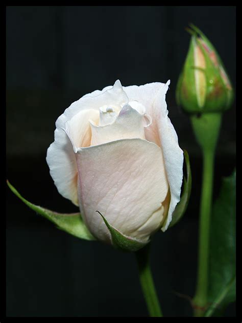 White Rose Bud by DeadlyDonna on DeviantArt