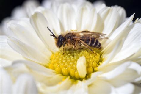 Abelha Na Flor Branca Fotografia Da Natureza Foto De Stock Imagem De