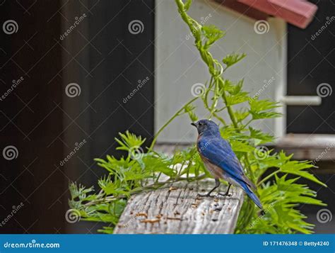 Eastern Bluebird Searching for Food. Stock Photo - Image of beautiful ...