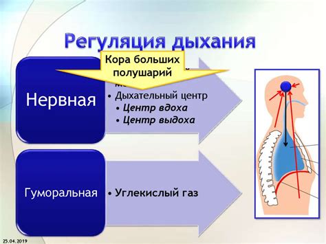 Строение органов дыхания - презентация онлайн