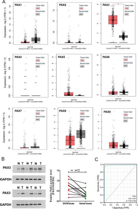 High Transcription Of Pax3 In Skcm Tissues A Transcription Of Pax Download Scientific Diagram