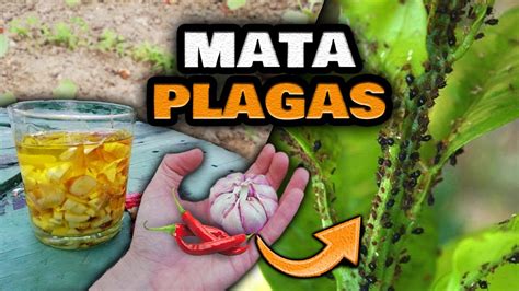 Plagas En Tus Plantas Nunca MÁs Insecticida Casero De Ajo Maceración Orgánico Y Natural