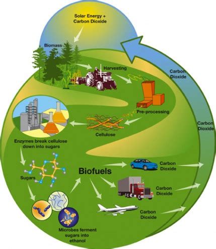 Biomass - Renewable Energy Sources