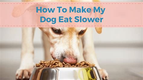 Bite-Sized Breakthroughs: 5 Smart Ways To Slow Down Your Dog's Meals
