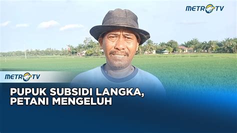 Petani Mengeluh Akibat Pupuk Subsidi Langka YouTube