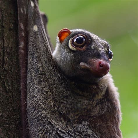 Flickriver: Photos tagged with colugo