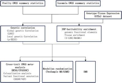 Frontiers Investigating The Shared Genetic Architecture Between