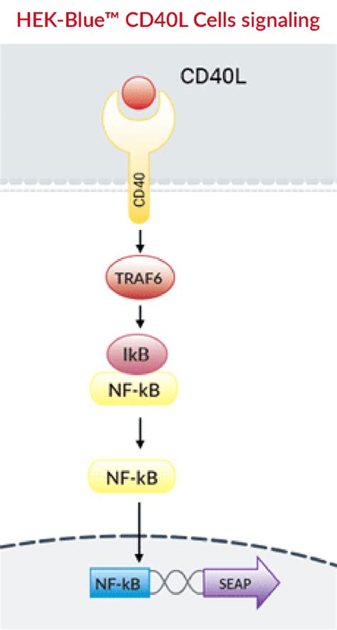 Hek Blue Cd L Cd L Cell Based Assay Invivogen