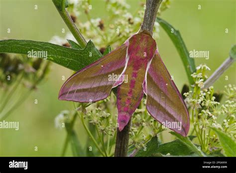 Elephant Hawk Moth Deilephila Elpenor Medium Vine Hawkmoth Hawkmoth