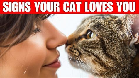 Unmistakable Signs Your Cat Really Loves You How Your Cat Says I Love