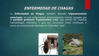 Chagas Ppt