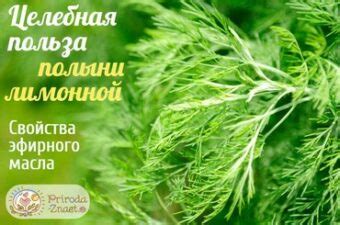 Масло полыни: польза и применение