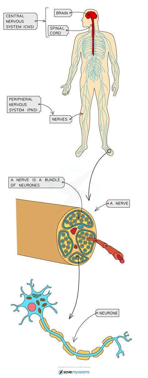 Ib Dp Biology Sl Neurones Function Structure