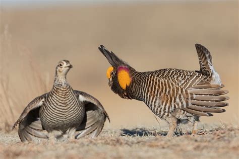 The Greater Prairie-Chicken | Scout-n-Hunt