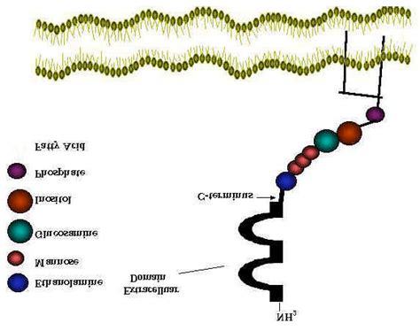 The Schematic Of A Recombinant Glycosylphosphatidylinositol Anchored