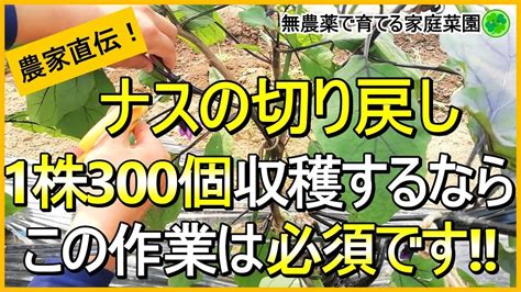 【ナス栽培】秋までたくさん収穫するための切り戻し剪定と肥料不足の見極め方【有機農家直伝！無農薬で育てる家庭菜園】 2371 Youtube